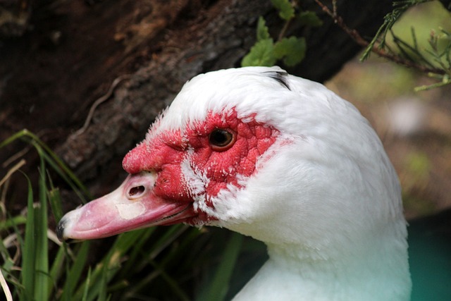 约基奇28+10+12小波特30分 掘金轻取魔术.